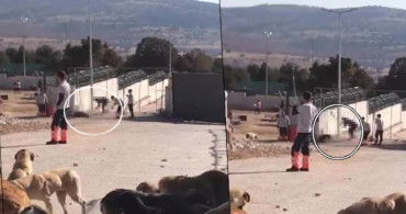 Konya’da hayvanlara işkence edildi: Belediye görüntüler için harekete geçti