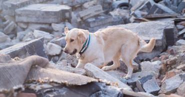 Köpekler Depremi Önceden Hisseder mi? Depremden Önce Hangi Tepkileri Verirler?