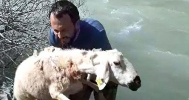 Koyunun Suda Mahsur Kaldığını Gören Öğretmen, Hemen Suya Atladı