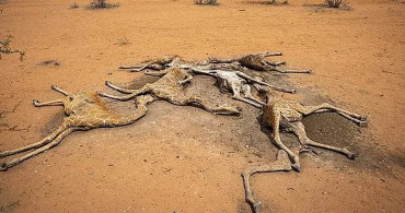 Kuraklığın Geldiği Son Nokta! Kenya’da Zürafalar Susuzluktan Ölüyor