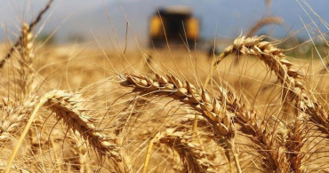 Küresel ekonomilerde buğday krizi tehdidi kapıda! Türkiye buğday üretiminde hangi konumda? Dünyada buğday üretiminde öne çıkan ülkeler!