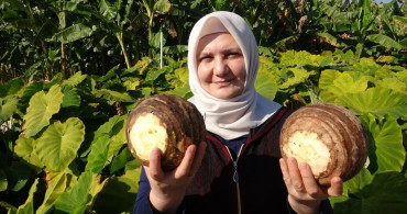 Küresel ısınma iklimi değiştirdi: Tropikal bitkiler Akdeniz’de yetişir oldu