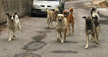 Kütahya'da başıboş köpek terörü: Anne ve oğul aracın altında kalmaktan son anda kurtuldu