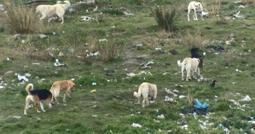 Mahallenin başıboş köpek korkusu! İstanbul'da eski fabrika arazisini onlarca köpek mesken tuttu!