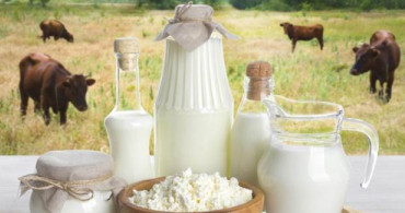Manda Sütü Astıma İyi Gelir mi? Manda Sütü Fiyatı 