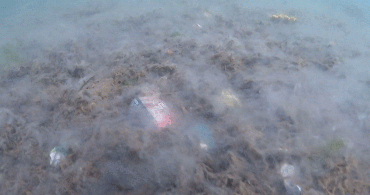 Marmara Denizi'ne Dalan Dalgıç Deniz Kirliliğine Dikkat Çekti