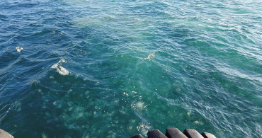 Marmara'da Denizanası İstilası! Uzmanlar Kesinlikle Dokunmayın Uyarısı Yaptı
