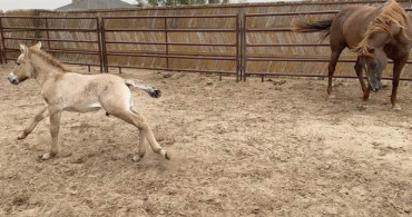 Nesli Tükenmekte Olan Moğol Yaban Atı Klonlandı