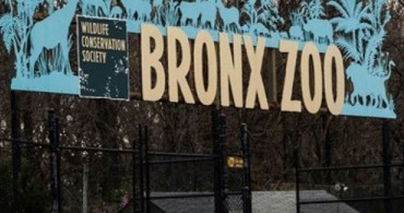 New York'ta Hayvanat Bahçesindeki Hayvanlarda Coronavirüs Çıktı