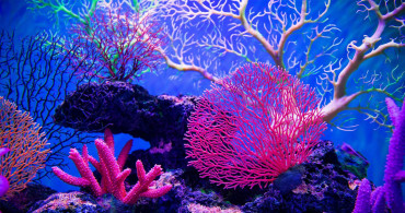 Okyanusun dibinde Kur'an'da adı geçen mercanlar bulundu! Faydaları da çok dikkat çekici!