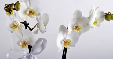 Orkidelerinizi Şeffaf Saksıda Yaşatın