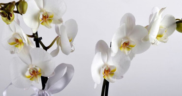 Orkide'ye Nasıl Bakılır? Orkide Bakmanın Püf Noktaları Neler?