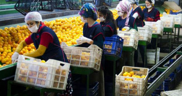 Pandemide Yaş Meyve-Sebze İhracatı Yüzde 36 Yükseldi