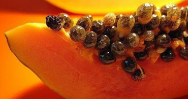 Papaya Meyvesinin Çekirdeği Adeta Şifa Kaynağı