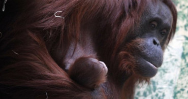 Paris'te Nesli Tükenmekte Olan Bir Orangutan Doğdu