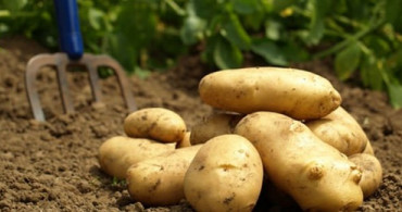 Patateslerin Filizlenmesi Nasıl Önlenir?