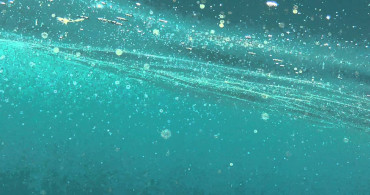 Plankton nedir, nasıl oluşur? Plankton neyle beslenir, nasıl ürer? Denizlerin sihirli yaratığı planktonların gizemli hayatı