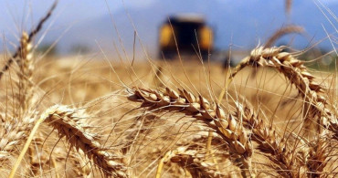 Rapor yayımlandı, Dünya Bankası'ndan korkutan buğday açıklaması!