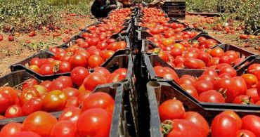  Rusya, Domatese Uygulanan Kotayı Yükseltti