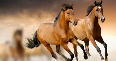 Rüyada at görmek ne anlama gelir? Rüyada at hayırlı mı? Rüyada at gören  kişi ne yapmalı? Psikolojik yorumu nedir nelere dikkat etmesi gerekir?