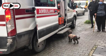 Sahibi Bıçaklanan Köpek, Ambulansın Başından Ayrılmadı