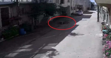 Sahipsiz köpeklerin saldırısı: Bursa'da 3 çocuktan 2'si yaralandı, o anlar güvenlik kamerasında!