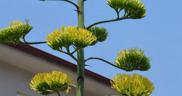 Sakarya'da Agave İsimli Bitki, Dikildikten 20 Yıl Sonra Çiçek Açtı