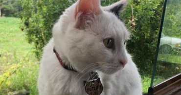 Sakarya'da Felçli Kediyi Silahla Vurup Öldürdüler
