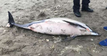 Samsun’da Ölü Bir Yunus Balığı Karaya Vurdu