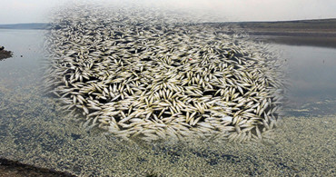 Şanlıurfa'da Ölü Balıklar İçin İnceleme Başlatıldı