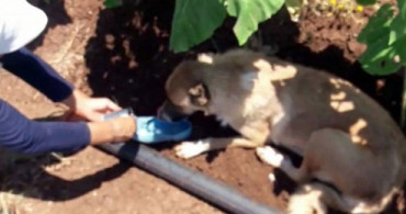 Sıcaktan Bitkin Düşen Köpeğe Ayakkabısıyla Su İçirdi