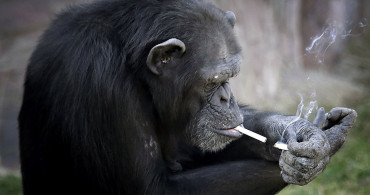 Sigara Tiryakisi Şempanze Açelya’nın İstismar Gerçeği Ortaya Çıktı! Pyongyang Hayvanat Bahçesi'ne Büyük Tepki