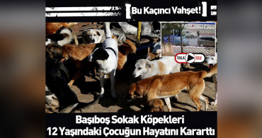 Sivas'ta köpek dehşeti: Panikle yola atlayan çocuğa araba çarptı! Metrelerce havaya fırladı
