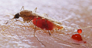 Sivrisineklere Karşı Acil Önlem Alınmalı!
