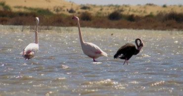 Siyah Flamingo İkinci Kez Türkiye'de