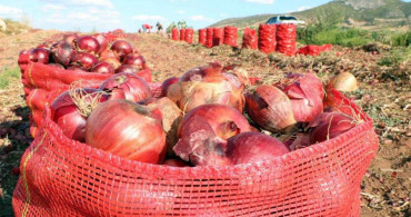 Soğan fiyatları 6-7 lira bandına geriledi: Ürünler tarlada kaldı