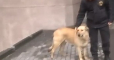 Sokak Köpeklerini Öldürdüğü İddia Edilen Zanlıları Adliye Girişinde Sokak Köpeği Karşıladı 