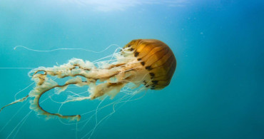 Son bir yılda sayıları arttı: Çanakkale Boğazı’nda zehirli denizanası tehlikesi