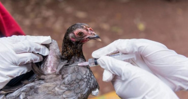 Son Dakika, Japonya'da Kuş Gribi Patlak Verdi, 143 Bin Tavuk İtlaf Edilecek!