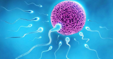 Sperm Sayıları Giderek Düşüyor, 30 Yılda Yüzde 39 Azaldı! Sperm Sayısı Neden Düşer?