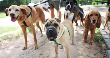 Tahran'da Köpek Gezdirmeye Yasak 