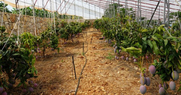 Tanesi 35 Liradan Satılan Mango Üreticisini Sevindirdi