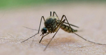 Tehlike Yaklaşıyor: Böcek Bilimcilerden Asya Kaplan Sivrisineği Uyarısı Geldi!