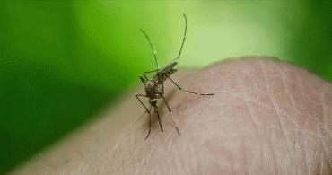 Tekirdağ'da Sivrisinek Sokması Sonucu Virüs Kapan Kadın Hayatını Kaybetti