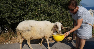 Temizlik İşçileri Çöp Toplarken Koyun Buldu