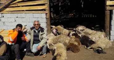Tunceli'de Gece Ahıra Giren Ayı Hayvanları Telef Etti