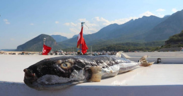 Türkiye sahillerinde balon balığı alarmı: Büyük tehlike oluşturuyor