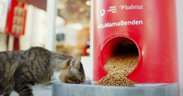Türkiye Vodafone Vakfı'ndan 'Salgında Sokak Hayvanlarını Unutma' Çağrısı