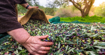 Türkiye zeytin ihracatında rekora koşuyor: 200 milyon dolara ulaşmak üzere