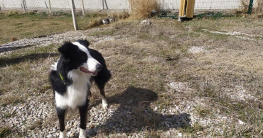 Türkiye’de İlk Kez Koronavirüsü Teşhis Edebilen Dedektör Köpek Yetiştirildi